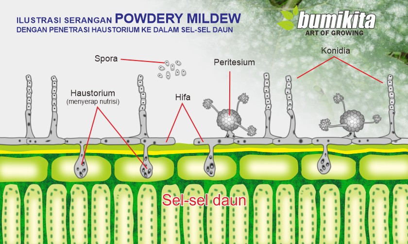 Inilah Penyebab Sulitnya Mengatasi Serangan Jamur