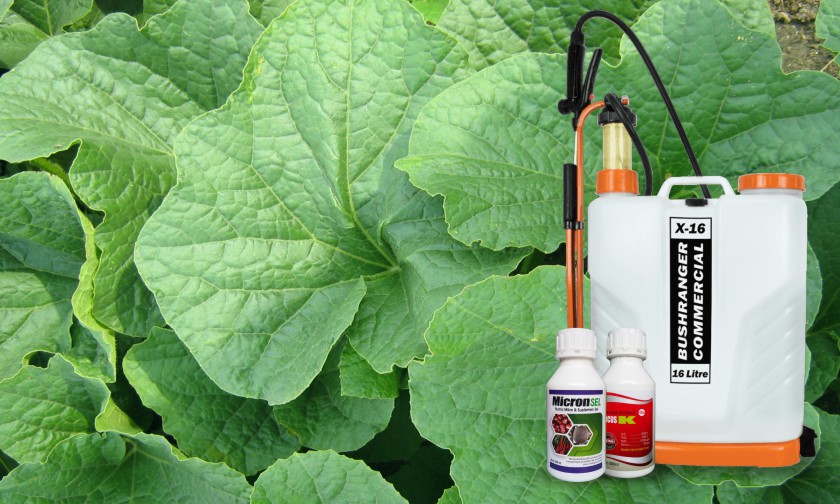 Ini Pentingnya Pemberian Pupuk Melalui Daun