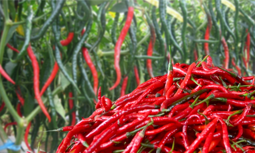 Memperpanjang Periode Petik Cabai Keriting