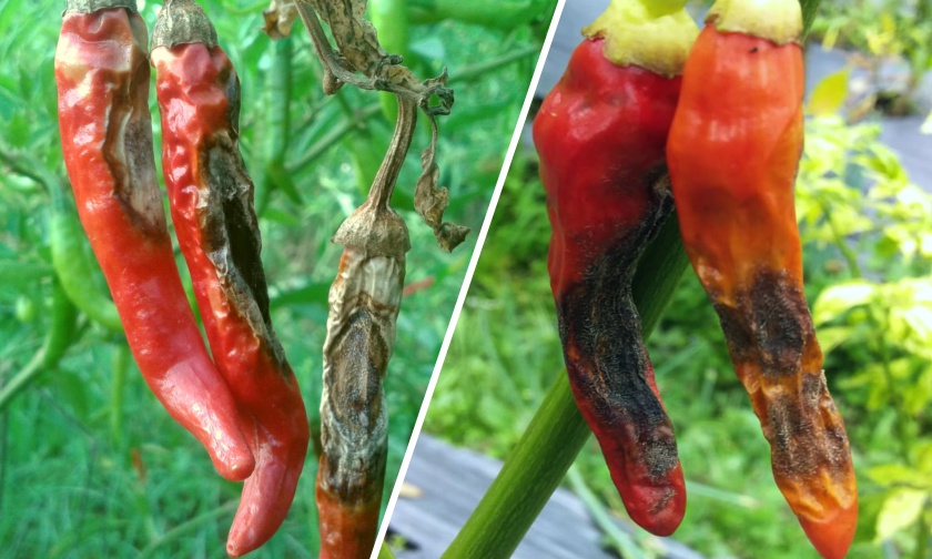 Tuntas Mengendalikan Antaknosa Pada Cabai